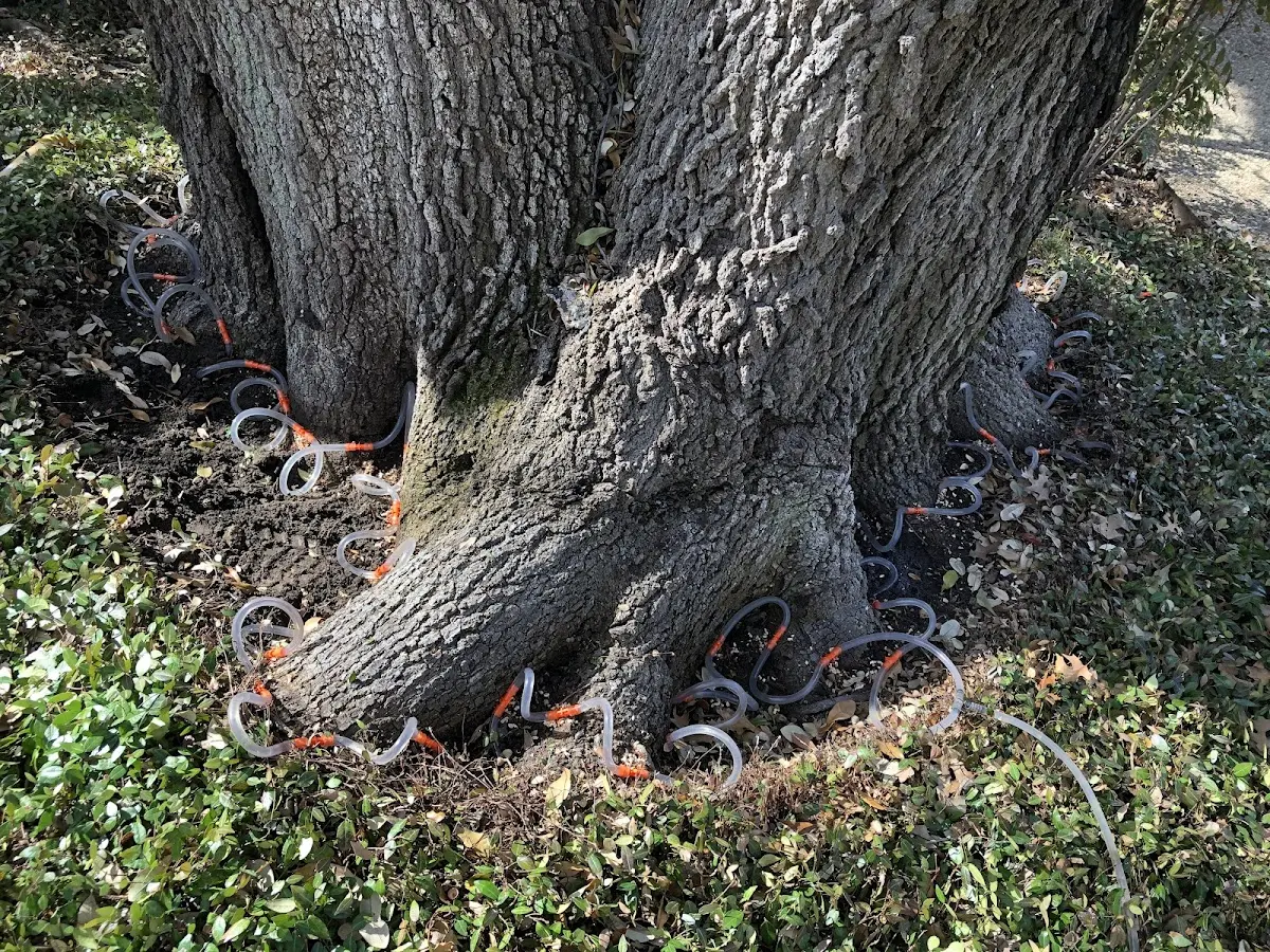 Detailed Tree Cabling and Bracing job site in South Amana