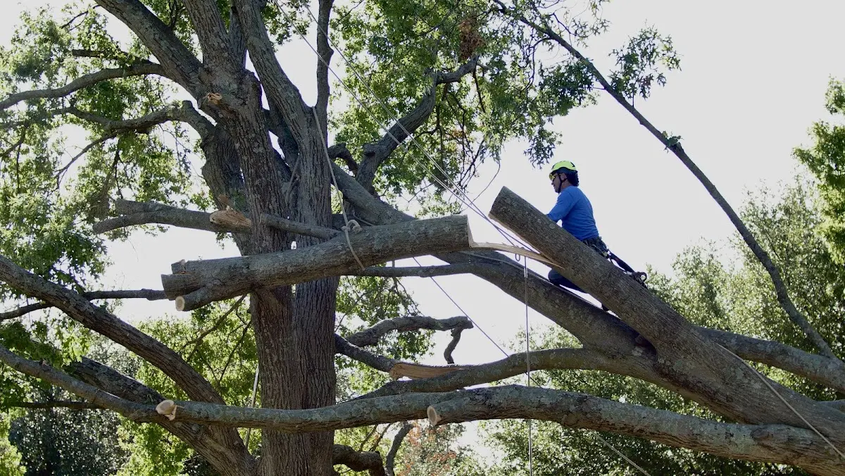 Professional Crown Thinning performed by certified arborists in South Amana