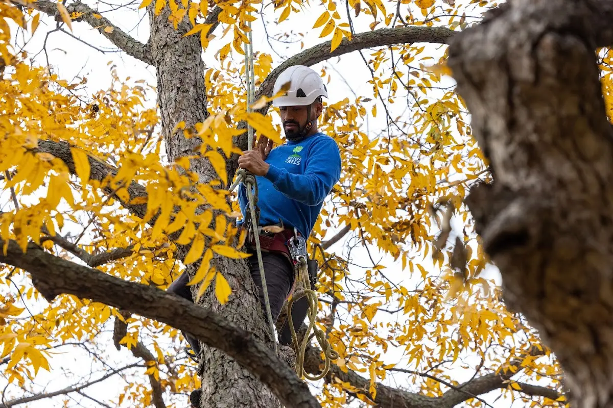Skilled Storm Damage Cleanup crew working in South Amana