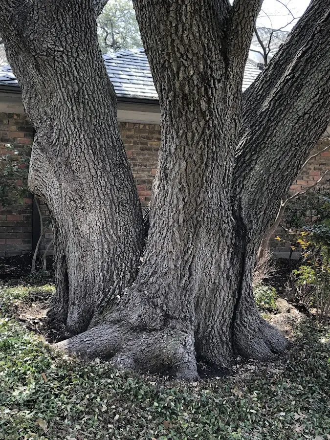 Mature heritage tree close to a South Amana property cared for by certified arborists